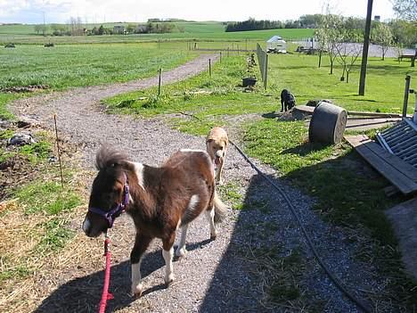 Miniature Mischa - Kom alle sammen.. Følg med mig.. billede 4