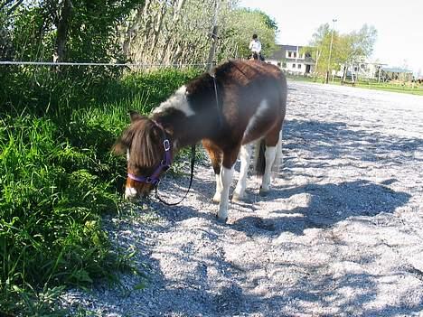 Miniature Mischa - Mmm, det smager godt.. billede 9