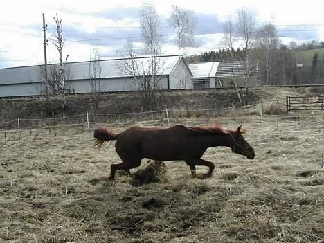 Traver Mighty spin m(død) - oisann..tatt 11/5 billede 14