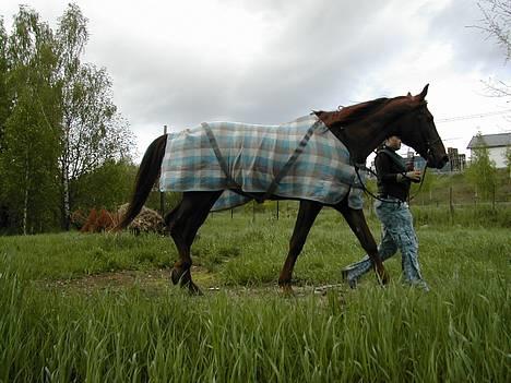 Traver Mighty spin m(død) - min veninde har akkurat fanget mighty efter han stakk af i haven billede 15