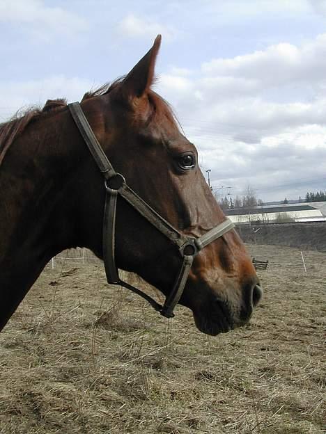 Traver Mighty spin m(død) - mightys hode billede 16