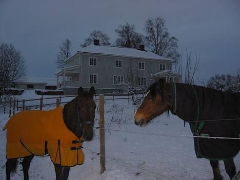 Traver Mighty spin m(død) - Mighty står ude sammen med Sigyn..godt nok ikke sammen, men de var lidt af et makkerpar..Taget af maria billede 17