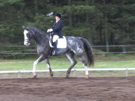 Dansk Varmblod Juncher (R.I.P.) billede 3