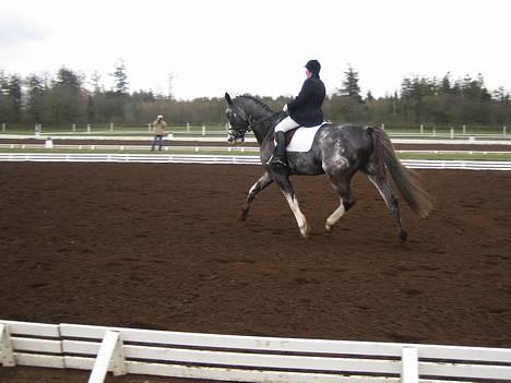 Dansk Varmblod Juncher (R.I.P.) billede 4