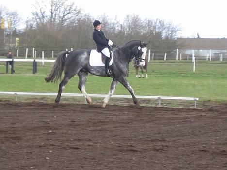 Dansk Varmblod Juncher (R.I.P.) billede 6