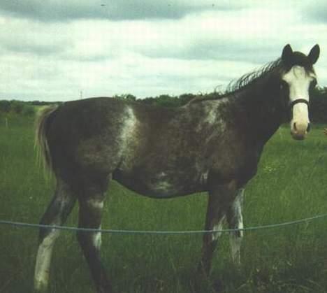 Dansk Varmblod Juncher (R.I.P.) - Her er han som 1 års.. billede 7