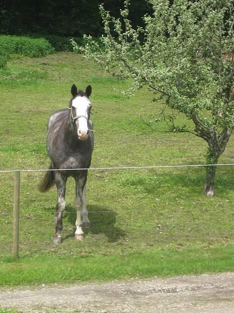 Dansk Varmblod Juncher (R.I.P.) billede 8