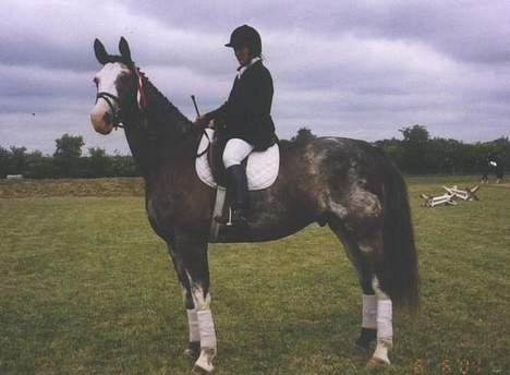 Dansk Varmblod Juncher (R.I.P.) billede 10