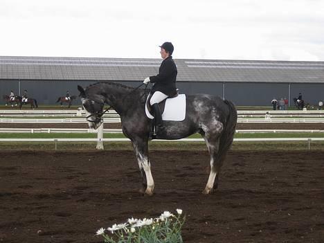 Dansk Varmblod Juncher (R.I.P.) - I afslutningsparade i Grindsted billede 11