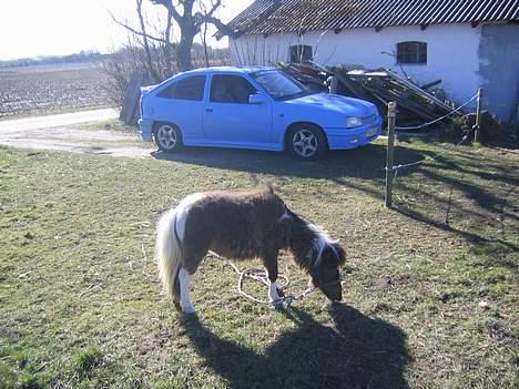 Miniature Mischa - Mig og Kadetten.. Jeg går bare og græsser.. billede 11