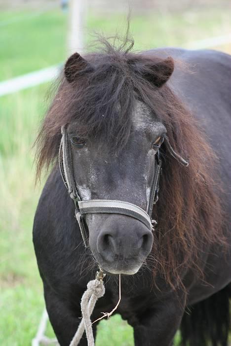Shetlænder Tulle - lille pus billede 5