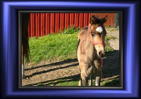 Anden særlig race Miss Katie  billede 9