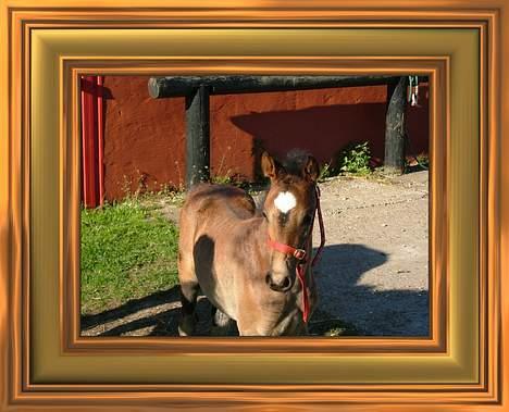 Anden særlig race Miss Katie  billede 10