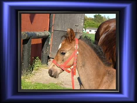 Anden særlig race Miss Katie  billede 11