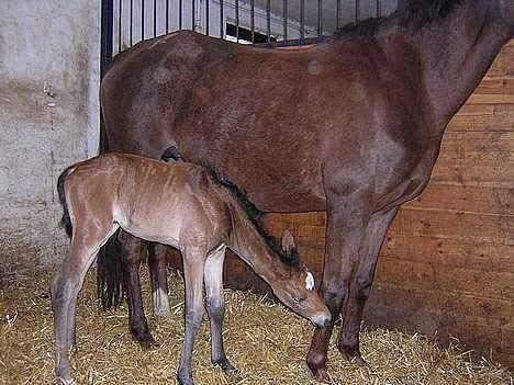 Anden særlig race Miss Katie  billede 12