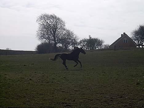 Connemara Bundgaards hingst billede 11