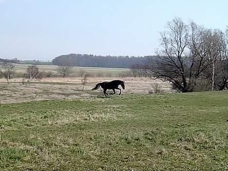 Connemara Bundgaards hingst billede 12