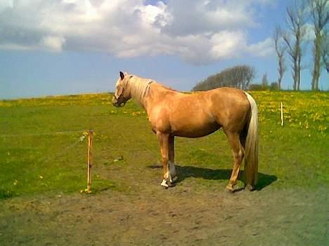 Palomino Mountheavens Lipsha - Lipshas første dag på græs...hehe billede 12