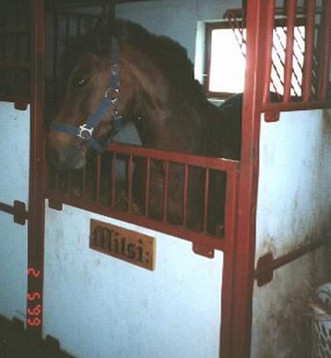 Anden særlig race Mitsi - Mitsi i hendes boks. Gør sig lige til. Hihi.. billede 6