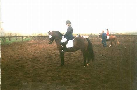 Anden særlig race Mitsi - Udenbys stævne i Nibe i 1997 mener jeg. Vandt intet i dressur hun var helt oppe at køre. Hihi.. billede 7