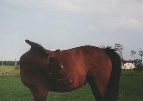 Anden særlig race Mitsi - Det klør lige der. Hihi.. :) billede 10