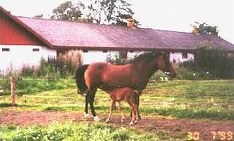 Anden særlig race Mitsi - Mitsi og Daisy i 1999 billede 11