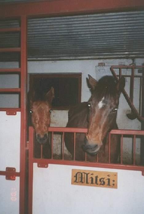 Anden særlig race Mitsi - Mitsi og Daisy i boksen. Sådan gjorde Mitsi altid med mulen når hun havde fået noget guf. Hehe.. billede 12