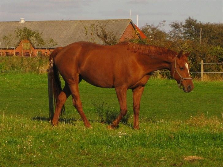 Dansk Varmblod Michelle M RIP. - Michelle M billede 1