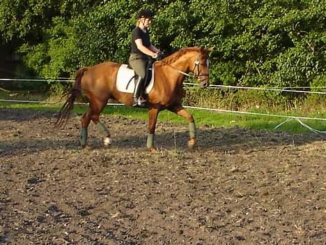 Dansk Varmblod Michelle M RIP. - Fra sidste sommer billede 2