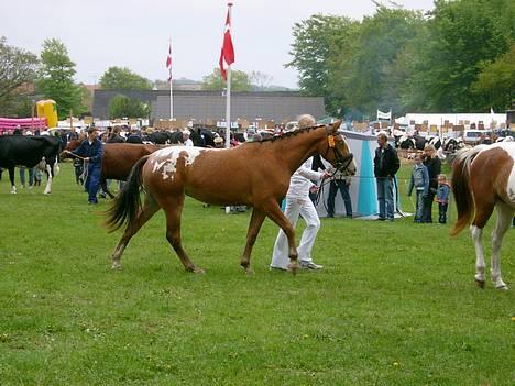 Knabstrupper Sanders Babe - Fjerritslev dyrskue 2006 billede 9