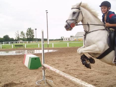 Connemara Conall (SOLGT) - Sikke han kan hoppe!:D NYT billede 1