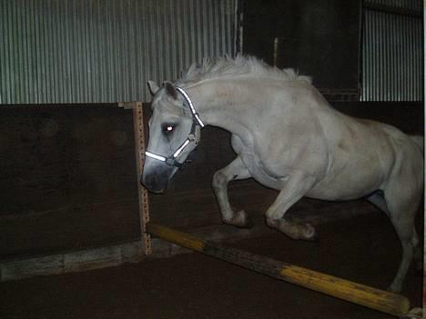 Connemara Conall (SOLGT) - Med blæst i hovedet og det hele.. Hvor vi Seje:) billede 2