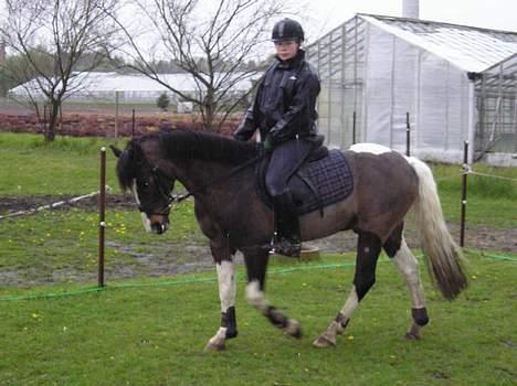 Pinto Benjamin SOLGT - mig og benjamin der rider i regnvejr..  billede 7