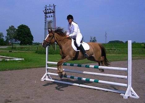 Anden særlig race Sunshine - stævne på BRC Foto : Min far billede 16