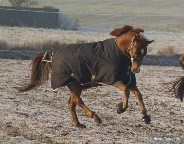 Anden særlig race <3Kashmir Mit et og alt<3 - Du fræk Kasser hehe . En glad hyp en december eftermiddag 07 =) hehe billede 12