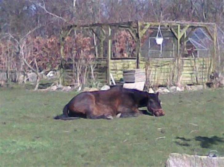 Traver Vixi Wørtel <3 R.I.P :'( - Vixi var brudt ud fra marken og havde lagt sig til at slappe af i haven :) billede 13