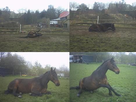 Traver Vixi Wørtel <3 R.I.P :'( billede 14