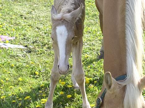 Palomino Adeno billede 8
