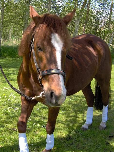 Anden særlig race Cosimo - Han kan gi´ pote :b? billede 3