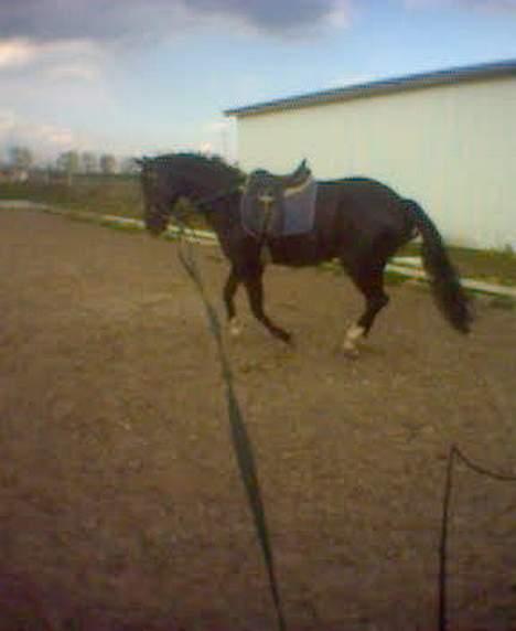 Dansk Varmblod Scarlet - Lige lidt arbejde i longen.. scarlet i galop. (taget med mobil) billede 15