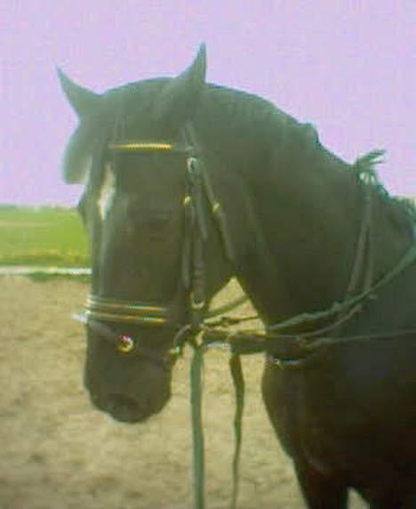 Dansk Varmblod Scarlet - Den smukke scarlet... og ja.. ved ikke lige hvad der sker for baggrunden.. hehe.. billede 16