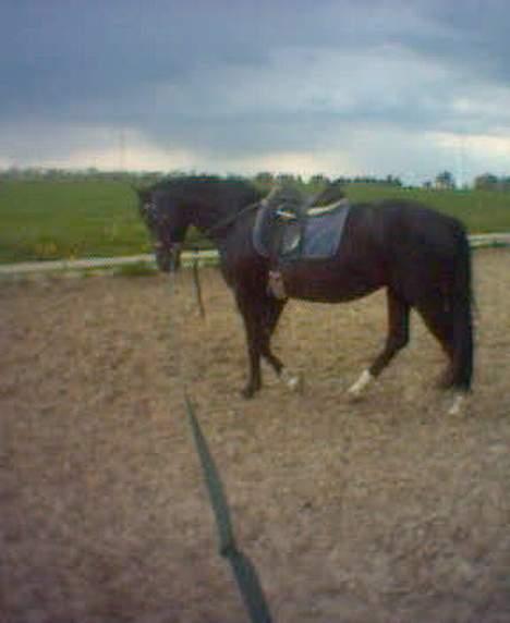 Dansk Varmblod Scarlet - Scarlet i skridt billede 17