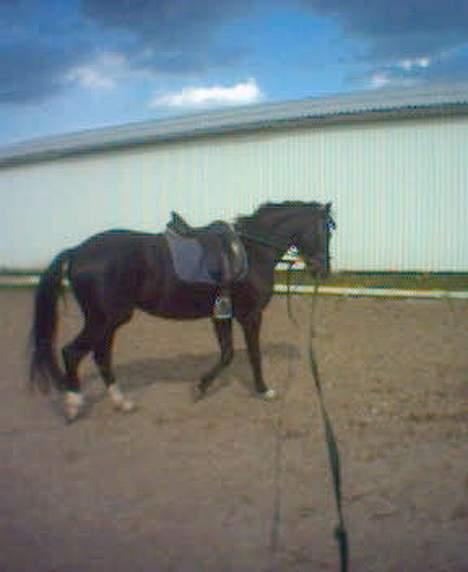 Dansk Varmblod Scarlet - Scarlet lidt i trav billede 18