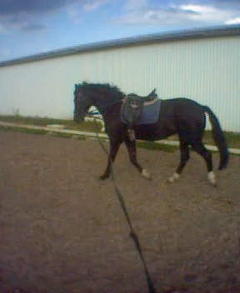 Dansk Varmblod Scarlet - jah... trav igen.. billede 19