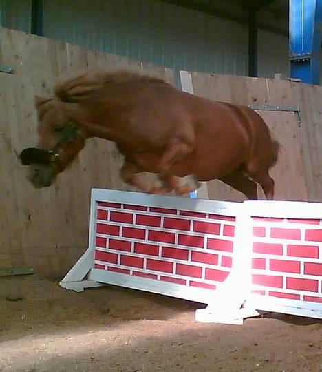 Shetlænder Magic Flame Zigzag <3 - Ponyen springer en mur . billede 12