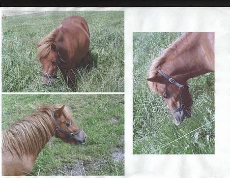 Shetlænder Magic Flame Zigzag <3 - Se lii´ pony  . . . 3 gange ;P Er han ikke fin ? billede 13