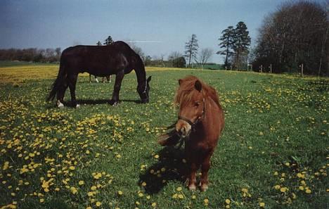 Shetlænder Magic Flame Zigzag <3 - Se min lille baby-hund . . .  Er han ikk sød ? - og HELT rød . Det er han er vist Magic Flame . . . billede 14