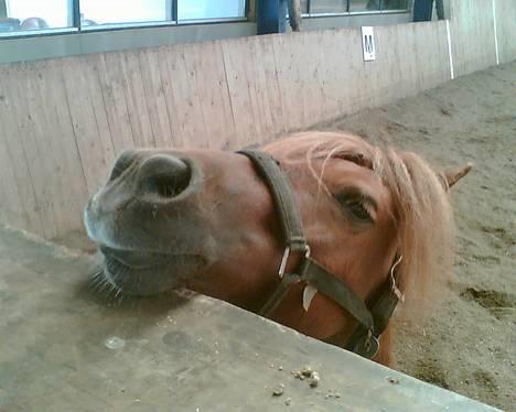 Shetlænder Magic Flame Zigzag <3 - Moar.... må jeg ikk komme op til dig - PLEASE? billede 15