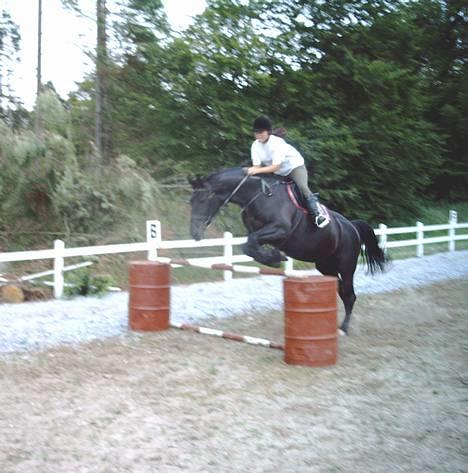 Oldenborg Tessa Birkelund - Springning. billede 18