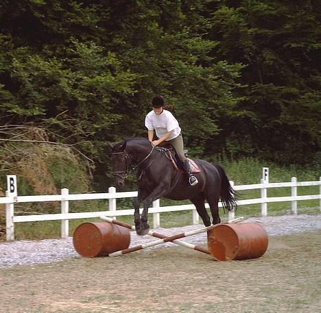 Oldenborg Tessa Birkelund - Springning. billede 19